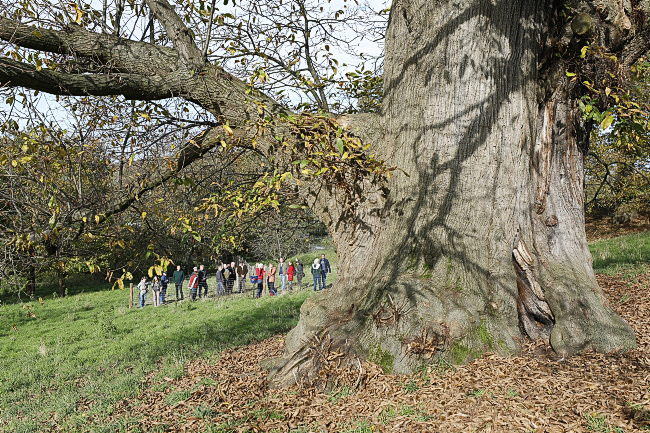 Nationaldenkmal Esskastanie Vaalserquartier
